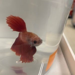 Meet your Posher, Savanna